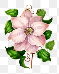 PNG vintage pink clematis flower illustration, transparent background. Remixed from our own original 1879 edition of Nederlandsche Flora en Pomona. 