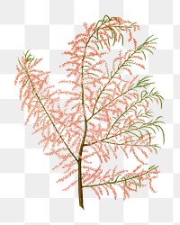 PNG vintage salt cedar branch illustration, transparent background. Remixed from our own original 1879 edition of Nederlandsche Flora en Pomona. 