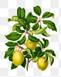 PNG vintage plums illustration, transparent background. Remixed from our own original 1879 edition of Nederlandsche Flora en Pomona. 