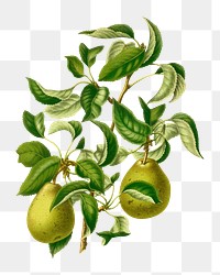 PNG vintage pears illustration, transparent background. Remixed from our own original 1879 edition of Nederlandsche Flora en Pomona. 