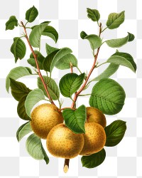 PNG vintage pears illustration, transparent background. Remixed from our own original 1879 edition of Nederlandsche Flora en Pomona. 