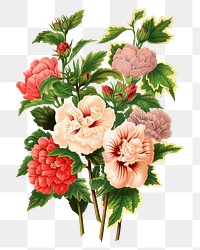 PNG vintage hibiscus illustration, transparent background. Remixed from our own original 1879 edition of Nederlandsche Flora en Pomona. 