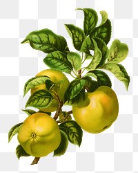 PNG vintage apples illustration, transparent background. Remixed from our own original 1879 edition of Nederlandsche Flora en Pomona. 