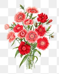 PNG vintage dianthus flower illustration, transparent background. Remixed from our own original 1879 edition of Nederlandsche Flora en Pomona. 