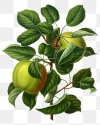 PNG vintage apples illustration, transparent background. Remixed from our own original 1879 edition of Nederlandsche Flora en Pomona. 