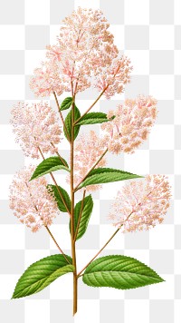 PNG vintage lilac illustration, transparent background. Remixed from our own original 1879 edition of Nederlandsche Flora en Pomona. 