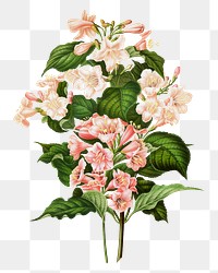 PNG vintage madame lemoine lilac illustration, transparent background. Remixed from our own original 1879 edition of Nederlandsche Flora en Pomona. 