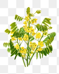 PNG vintage yellow flower, Maryland wild senna illustration, transparent background. Remixed from our own original 1879 edition of Nederlandsche Flora en Pomona. 