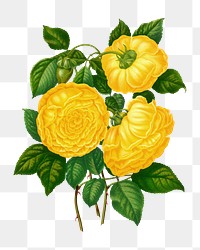 PNG vintage yellow roses illustration, transparent background. Remixed from our own original 1879 edition of Nederlandsche Flora en Pomona. 