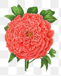 PNG vintage red peony illustration, transparent background. Remixed from our own original 1879 edition of Nederlandsche Flora en Pomona. 