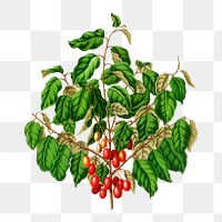 PNG vintage silverberry illustration, transparent background. Remixed from our own original 1879 edition of Nederlandsche Flora en Pomona. 