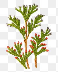 PNG vintage cypress illustration, transparent background. Remixed from our own original 1879 edition of Nederlandsche Flora en Pomona. 