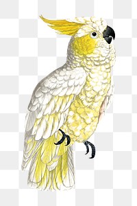 Vintage bird png lesser lemon-crested cockatoo, transparent background. Remixed by rawpixel.