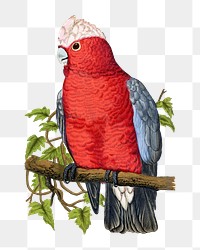 Vintage bird png rose-breasted cockatoo, transparent background. Remixed by rawpixel.