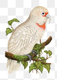 Vintage bird png slender-billed cockatoo, transparent background. Remixed by rawpixel.