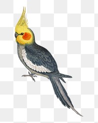 Vintage bird png cockatiel, transparent background. Remixed by rawpixel.