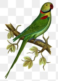 Vintage bird png alexandrine parakeet, transparent background. Remixed by rawpixel.