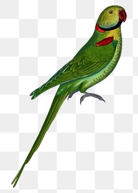 Vintage bird png alexandrine parakeet, transparent background. Remixed by rawpixel.