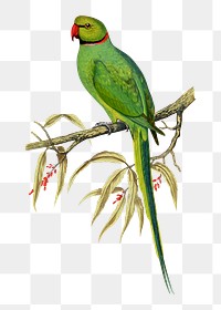 Vintage bird png bengal parakeet, transparent background. Remixed by rawpixel.