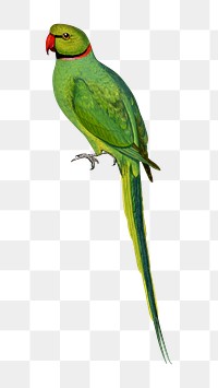 Vintage bird png bengal parakeet, transparent background. Remixed by rawpixel.