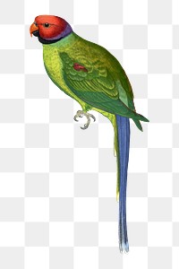 Vintage bird png blossom-headed parakeet, transparent background. Remixed by rawpixel.