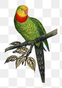 Vintage bird png barraband's parakeet, transparent background. Remixed by rawpixel.