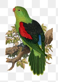 Vintage bird png red-winged parakeet, transparent background. Remixed by rawpixel.