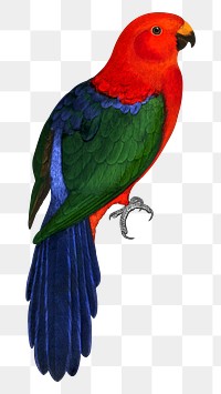 Vintage bird png king parrot, transparent background. Remixed by rawpixel.