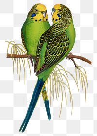 Vintage bird png budgerigar, transparent background. Remixed by rawpixel.