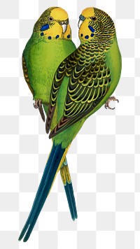 Vintage bird png budgerigar, transparent background. Remixed by rawpixel.