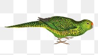 Vintage bird png green ground parrot, transparent background. Remixed by rawpixel.