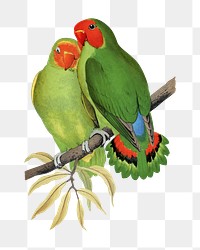 Vintage bird png west African love-bird, transparent background. Remixed by rawpixel.