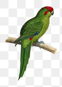 Vintage bird png New Zealand parakeet, transparent background. Remixed by rawpixel.