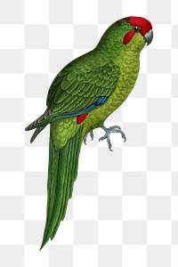 Vintage bird png New Zealand parakeet, transparent background. Remixed by rawpixel.