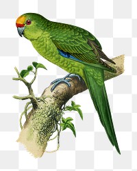 Vintage bird png golden-crowned parakeet, transparent background. Remixed by rawpixel.