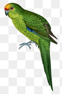 Vintage bird png golden-crowned parakeet, transparent background. Remixed by rawpixel.