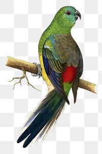 Vintage bird png red-rumped parakeet, transparent background. Remixed by rawpixel.