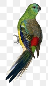 Vintage bird png red-rumped parakeet, transparent background. Remixed by rawpixel.