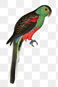 Vintage bird png paradise parakeet, transparent background. Remixed by rawpixel.