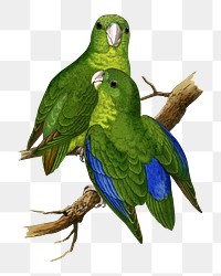 Vintage bird png blue-winged parakeet, transparent background. Remixed by rawpixel.