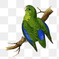 Vintage bird png blue-winged parakeet, transparent background. Remixed by rawpixel.