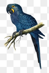 Vintage bird png hyacinthine macaw, transparent background. Remixed by rawpixel.