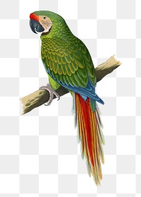 Vintage bird png military macaw, transparent background. Remixed by rawpixel.