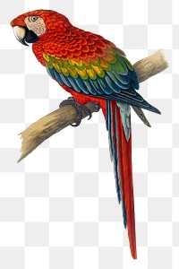 Vintage bird png red and blue macaw, transparent background. Remixed by rawpixel.