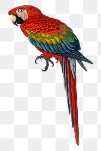 Vintage bird png red and blue macaw, transparent background. Remixed by rawpixel.