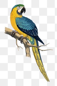 Vintage bird png blue and yellow macaw, transparent background. Remixed by rawpixel.