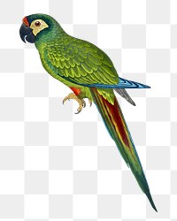 Vintage bird png illiger's macaw, transparent background. Remixed by rawpixel.