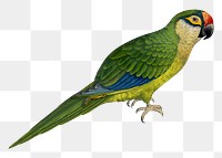 Vintage bird png golden-crowned conure, transparent background. Remixed by rawpixel.