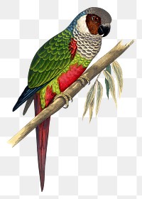 Vintage bird png white-eared conure, transparent background. Remixed by rawpixel.