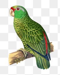 Vintage bird png festive Amazon parrot, transparent background. Remixed by rawpixel.